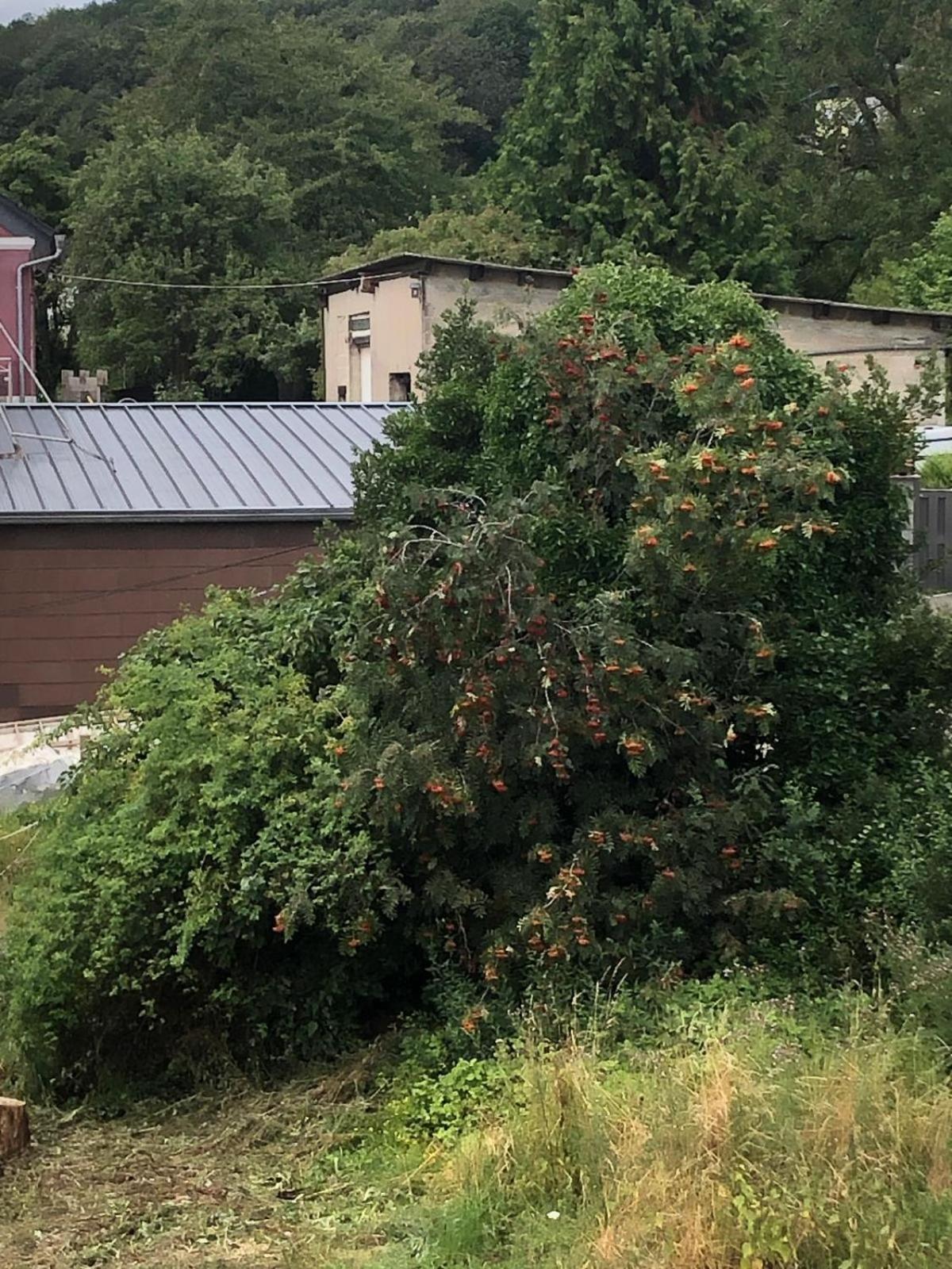 Neu Renovierte Wohnung In Alter Schule Hattgenstein Eksteriør bilde