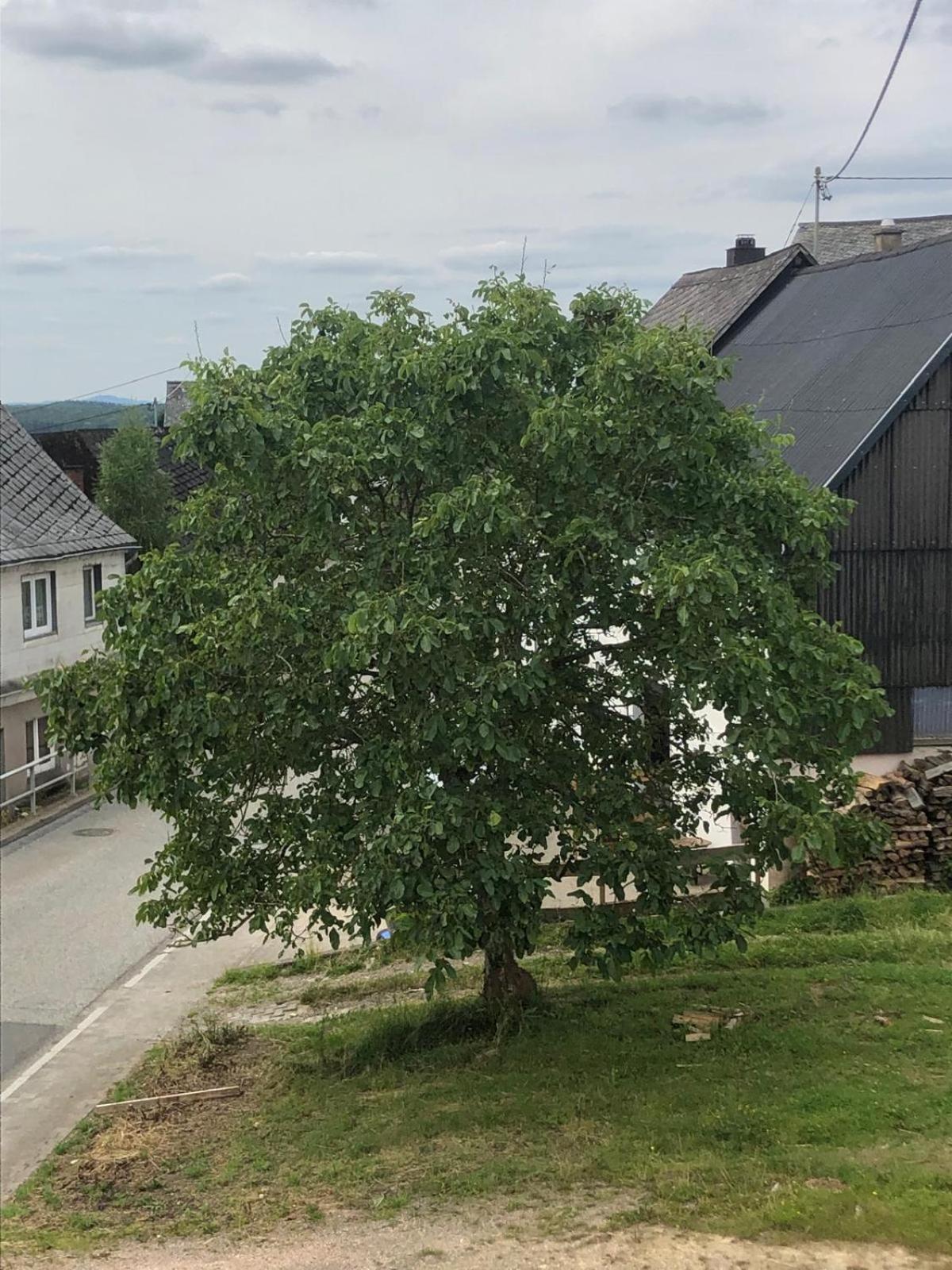 Neu Renovierte Wohnung In Alter Schule Hattgenstein Eksteriør bilde